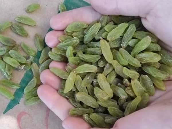 تصویر 2 از قیمت کشمش سبز ممتاز + خرید باور نکردنی